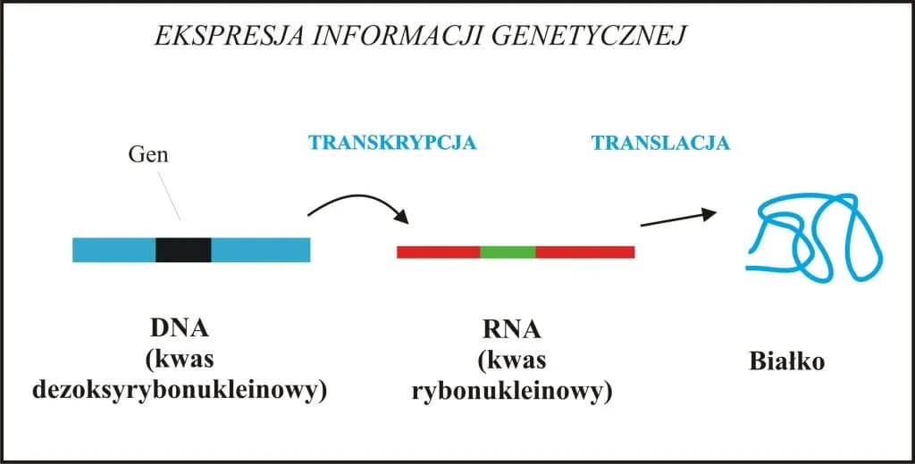 Co to jest gen w biologii? Prosta definicja, funkcje i rola w dziedziczeniu