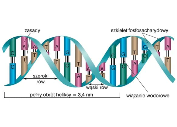 Jak zrobić DNA na biologię – prosty poradnik krok po kroku dla uczniów