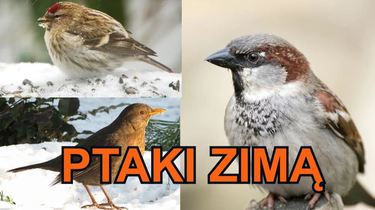 Ptaki które odlatują na zimę film edukacyjny - poznaj ich tajemnice
