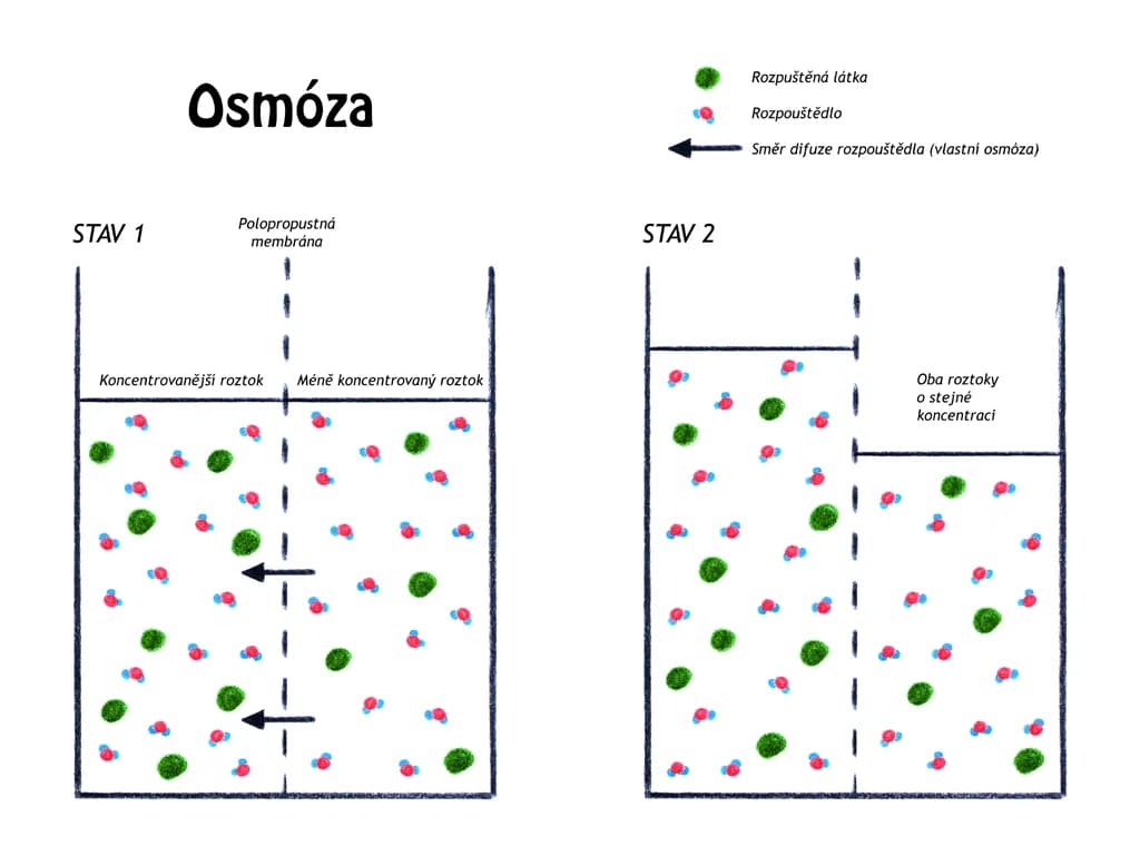 Co to jest osmoza w biologii? Proste wyjaśnienie i przykłady z życia